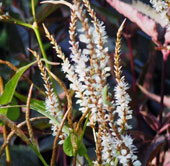 Persicaria amplexicaulis 'White Eastfield'