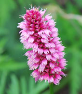 Persicaria amplexicaulis 'Hohe Tatra'