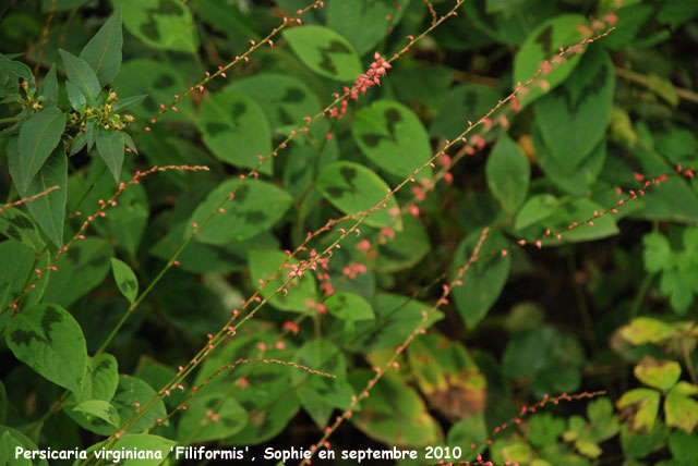 Persicaria virginiana 'Filiformis'