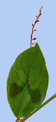 Persicaria virginiana 'Painter's Palette'