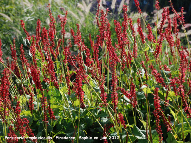 Persicaria amplexicaulis 'Firedance'
