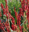 Persicaria amplexicaulis 'Fat White'