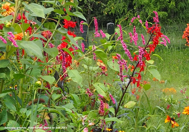 Persicaria orientale