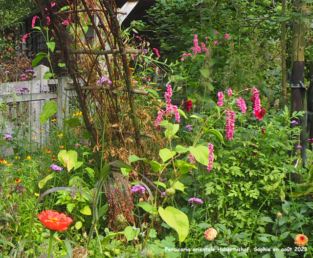 Persicaria orientale