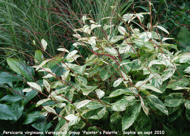 Persicaria virginiana 'Painter's Palette'