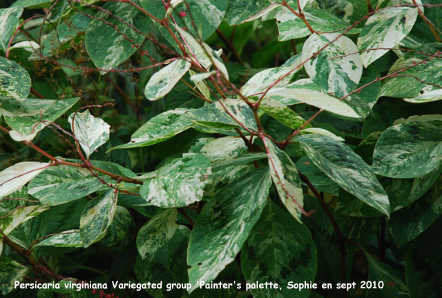 Persicaria virg'iniana 'Painter's Palette