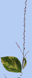 Persicaria virginiana 'Painter's Palette'