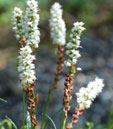 Persicaria vivipara