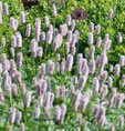 Persicaria bistorta 'Superba'