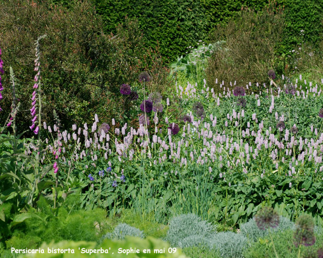 Persicaria bistorta 'Superba'