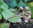 Petasites fragrans