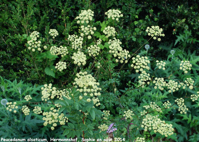 Peucedanum alsaticum