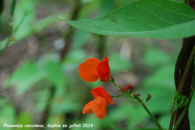 Phaseolus coccineus