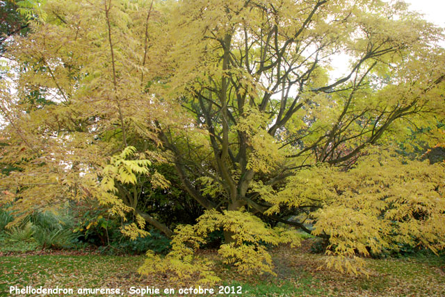 Phellodendron amurense