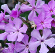 Phlox paniculata 'Amethyst'