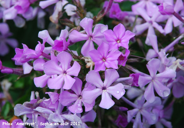 Phlox paniculata 'Amethyst'