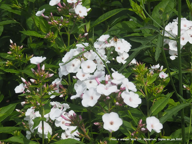 Phlox x arendsii 'Miss Jill'