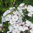 Phlox x arendsii 'Miss Jill'