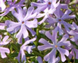 Phlox bifida 'Ralph Haywood'