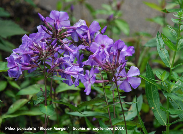Phlox paniculata 'Bluer Morgen'