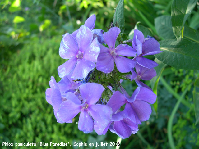 Phlox paniculata 'Blue Paradise'