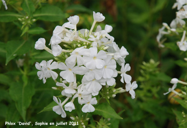 Phlox paniculata 'David'