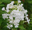 Phlox paniculata 'David'