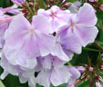 Phlox paniculata 'Franz Schubert'