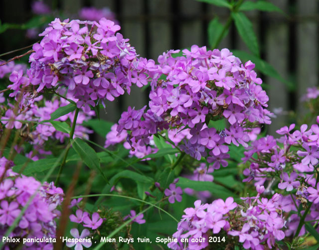 Phlox paniculata 'Hesperis'