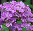 Phlox paniculata 'hesperis'