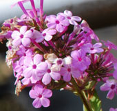 Phlox paniculata 'Jeana'