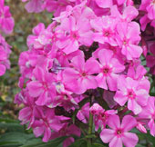 Phlox paniculata 'Judy'