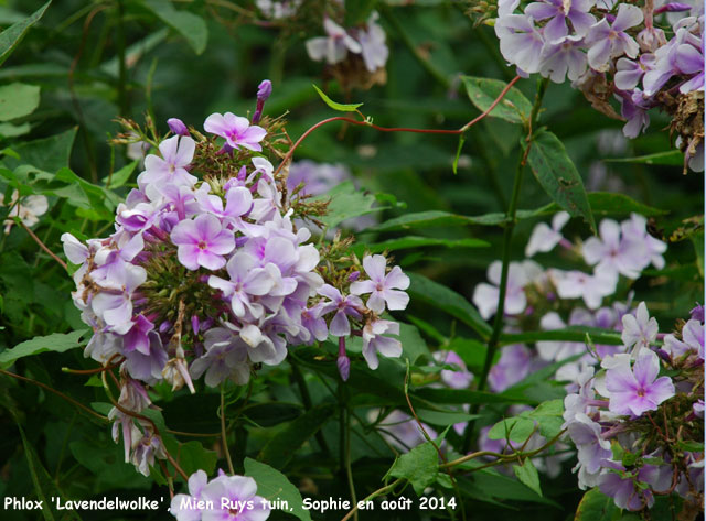 Phlox paniculata 'Lavendelwolke'
