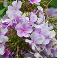 Phlox paniculata 'Lavendelwolke'