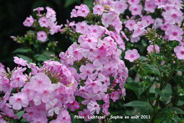 Phlox paniculata 'Lichtspel'