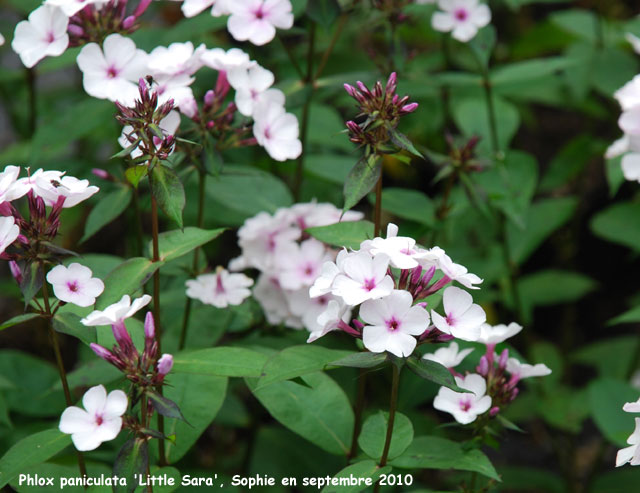 Phlox paniculata 'Little Sara'