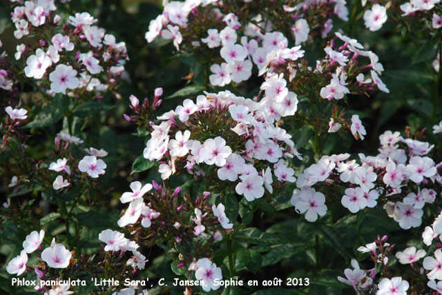 Phlox paniculata 'Little Sara'