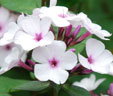 Phlox paniculata 'Little Sara'