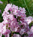 Phlox paniculata 'Nachodka'