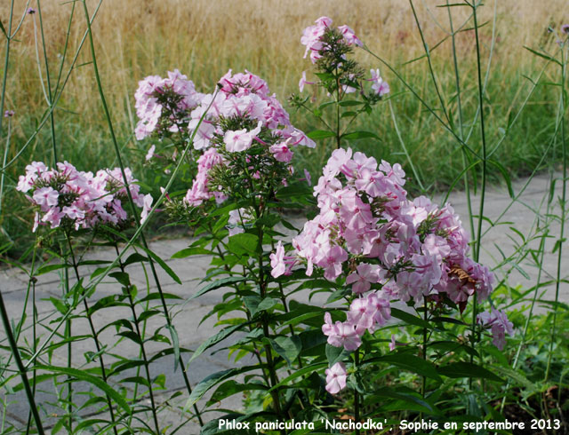 Phlox paniculata 'Nachodka'