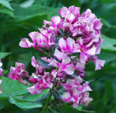 Phlox paniculata 'Natural Feelings'