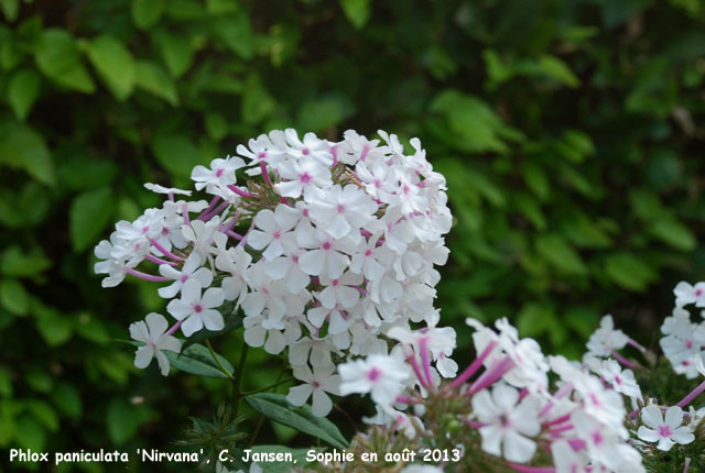 Phlox paniculata 'Norah Leigh'