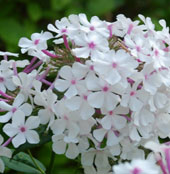 Phlox paniculata 'Nirvana'