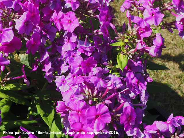 Phlox paniculata 'Barfourteen'