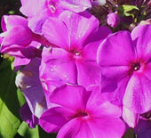 Phlox 'Barfourteen'