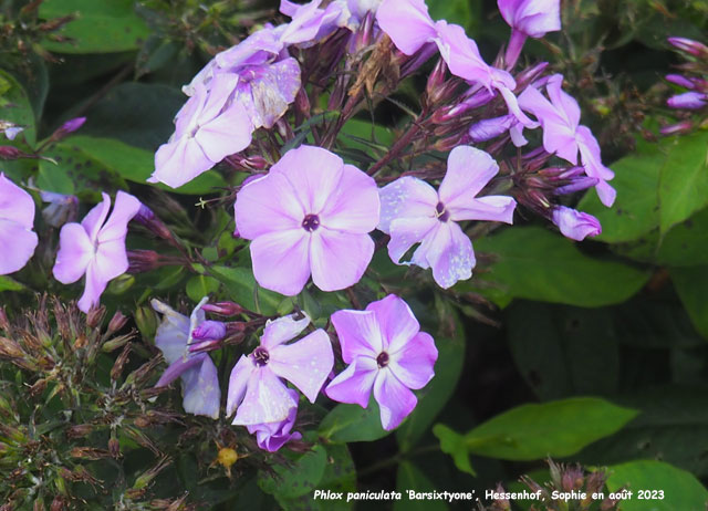 Phlox paniculata 'Barsixtyone'