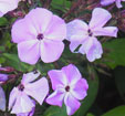 Phlox paniculata 'Barsixtyone'