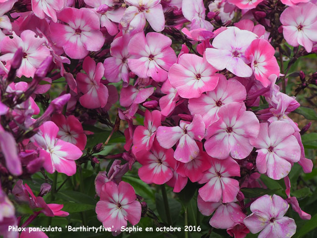 Phlox paniculata 'Barthirtyfive'