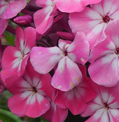 Phlox paniculata 'Barthirtyfive'