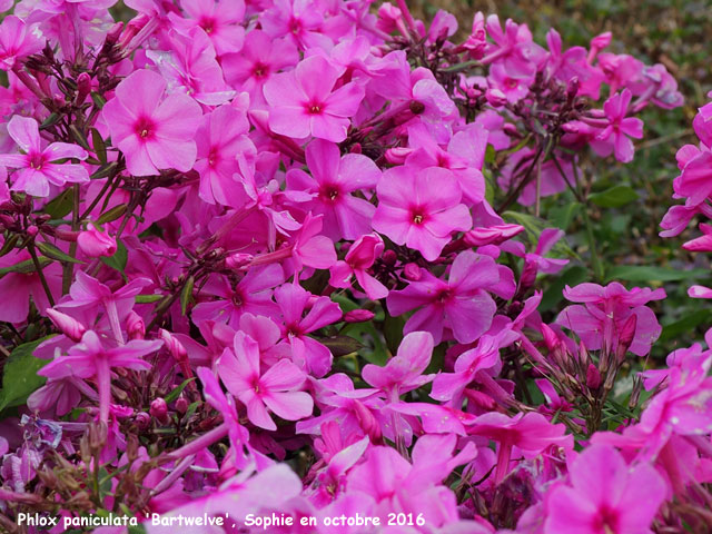 Phlox paniculata 'Bartwelve''